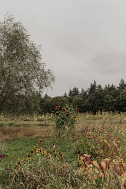 Ayçiçekleri ve kır çiçekleri bulutlu gökyüzünün altında çiçek açıyor