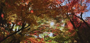 Parlak güneş, hareket eden sonbahar gölgesinde parlıyor.