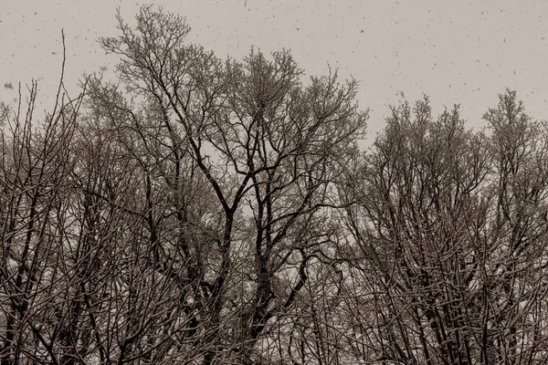 Sakin bir kış manzarasında, ağaçlarla kaplı yol