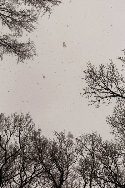 Sakin bir kış manzarasında, ağaçlarla kaplı yol