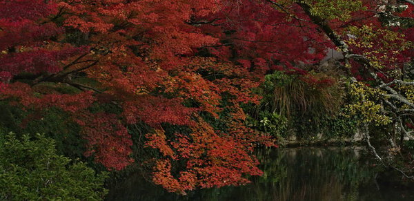 Crimson branches sweep down toward dark pond reflections