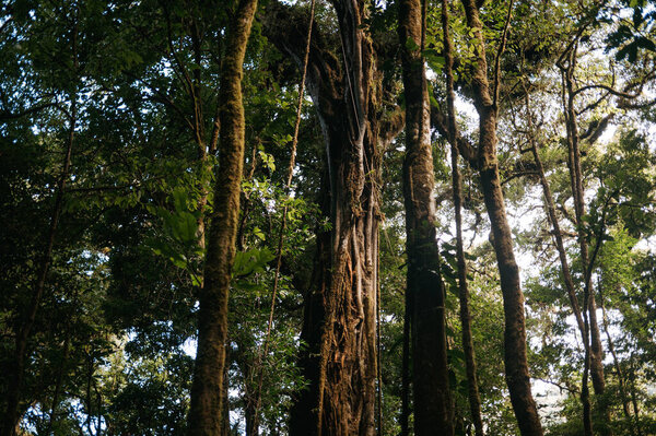 Ancient Strangler Fig Tree in the Monteverde Cloud Forest, Costa Rica