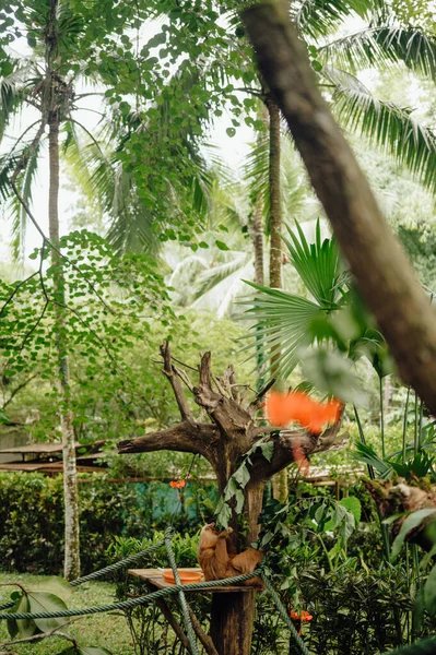 Hayvan Sığınağı 'ndaki Tropikal Bitkiler Arasında Kurtarılan Tembel Hayvan Beslenmesi