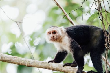 Üst düzey beyaz yüzlü kapuçin erkek, Cahuita Ulusal Parkı, Kosta Rika