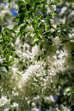 Bahar Günışığında Beyaz Çiçekli Yaban elması Ağacı 'na yaklaş.