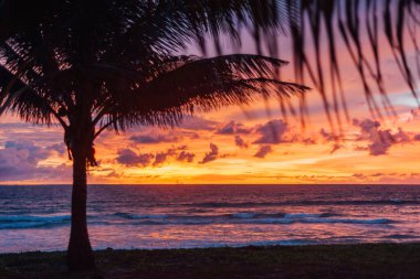 Karon Beach, Phuket 'te Hindistancevizi Palmiye Silueti Ateşli Gün Batımına karşı