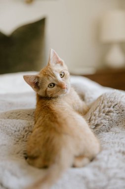 Ginger kedicik, yumuşak gri battaniyeye uzanıp arkasına bakıyor.