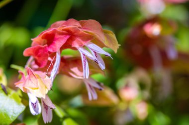 Tucson, Arizona 'da bir çiçek bitkisi.