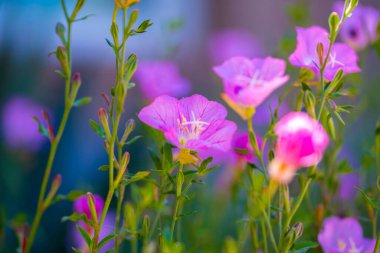 Tucson, Arizona 'da bir çiçek bitkisi.