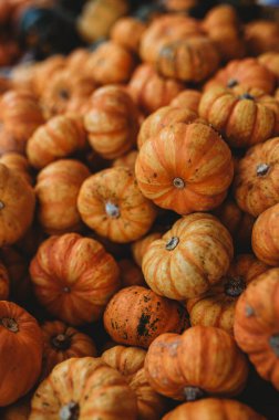 13 numaralı çiftlikte balkabağı hasadı.