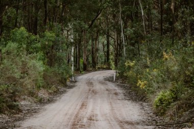 Ormanda gündüz vakti boş kumlu patika