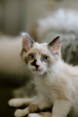 Güzel mavi gözleri olan küçük bir kedi yavrusu.