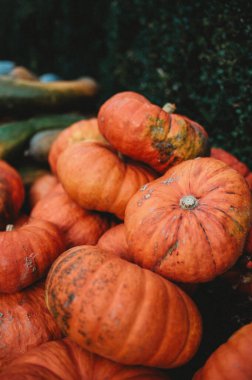 1 numaralı çiftlikte balkabağı hasadı