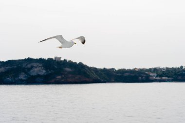 Martı Sakin Deniz ve Uzak Kıyı Üzerinde Yükseliyor