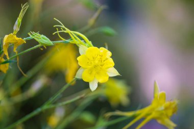 Tucson, Arizona 'da bir çiçek bitkisi.