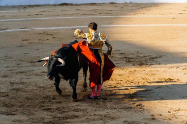 Boğa güreşçisi boğa ile San Pedro boğa ringinde
