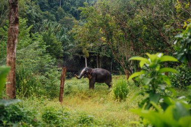 Fil Sığınağı, Phuket Tayland 'da Asya Fili Söndürme Suyu