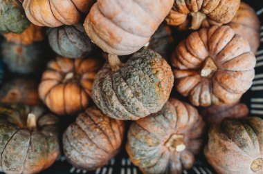 2 numaralı çiftlikte balkabağı hasadı