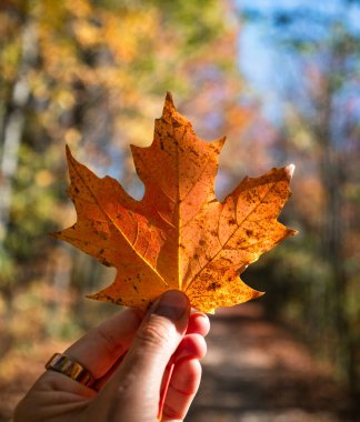 Sonbahar günü ormanda portakal yaprağını tutarken elini kapat..