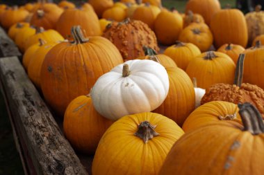 Pumpkins Sonbaharda Hasat Edildi