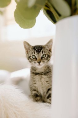 Evlatlık kedicik kameraya bakıyor.