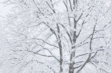 Kar yağar, bir kış fırtınasında meşe ağaçlarının dallarını kaplar.