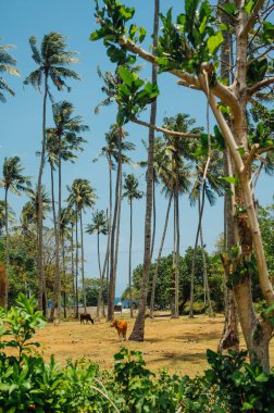 Senggigi, Lombok yakınlarındaki Coconut Plajı ve Palm Groves 'u geç.