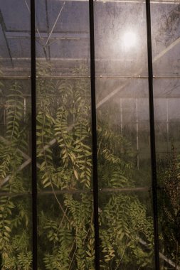 İçinde yemyeşil bitkiler olan güneşli sera penceresi