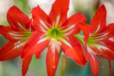Tucson, Arizona 'da bir çiçek bitkisi.