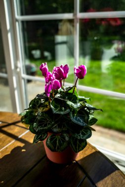 Çiçekli Ev Bitkisi Gün Işığında Pencere kenarında Masada Oturuyor