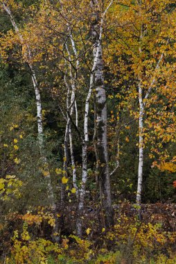 Şelalede Quebec 'in yaprakları dökülecek.
