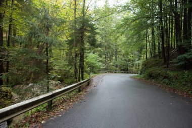Kıvrımlı dağlık yol boyunca orman