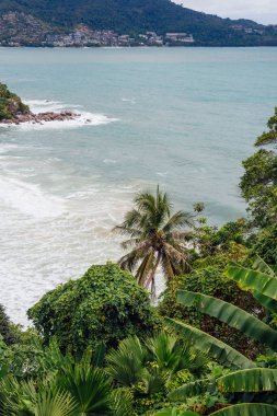 Kamala 'nın Sahilindeki Palmiye Ağacı, Phuket, Tayland