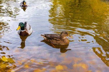 Mallard ördekleri sonbahar parkında yüzüyor Pratelstvi göletinde