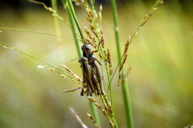 Bir bitkinin dallarında iki cırcır böceği çiftleşir.