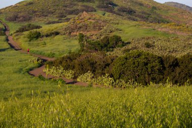 Yeşil tepelerde, kaktüs çalılıklarında tek bir yürüyüşçü.