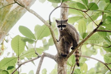 Cahuita Ulusal Parkı 'ndaki bir ağaca tünemiş rakun.