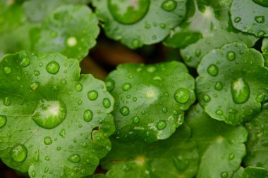 Sebze bahçesinde yağmur damlaları var.