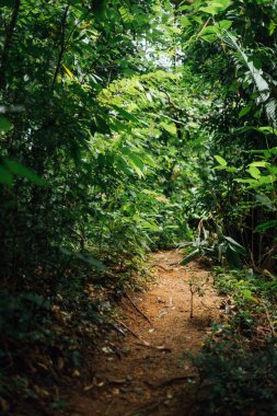 Yoğun Yeşillik, Kathu, Phuket, Tayland 'da Dar Orman Yolu
