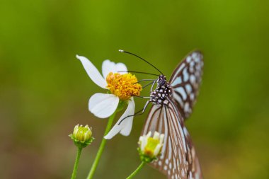 Papatya çiçeğinin üzerinde tozlaşan kelebeğin yakın çekimi