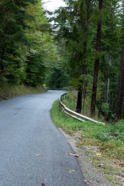 Kıvrımlı dağlık yol boyunca orman
