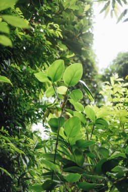 Güneşli Tropikal Yapraklar Lush Ormanında, Kathu, Phuket, Tayland