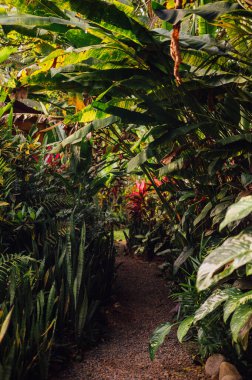Kosta Rika, Uvita 'da yoğun tropikal yaprakların içinden geçen yol