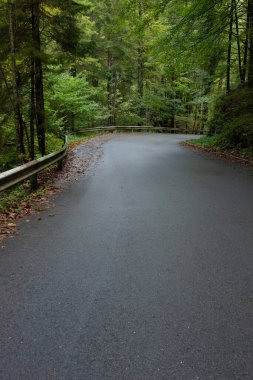 Kıvrımlı dağlık yol boyunca orman