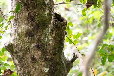 Cahuita Ulusal Parkı 'ndaki Ağaç Gövdesinde Dinlenen Yarasa Grubu
