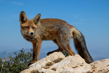 Kulakları delik genç tilki, her sese karşı çok özenli.
