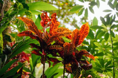 Kosta Rika, Uvita 'da tropikal güneş ışığında renkli croton yaprakları