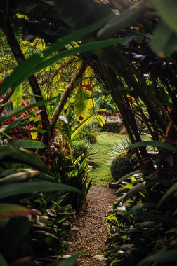 Yapraklar, Uvita, Kosta Rika 'nın çerçevelediği güneşli tropikal bahçe yolu
