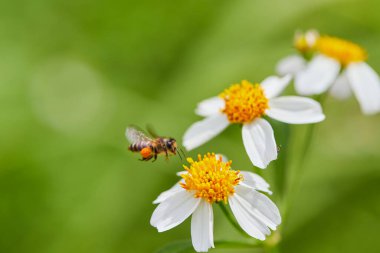 Papatya çiçeğine uçan bal arısının yakın çekimi