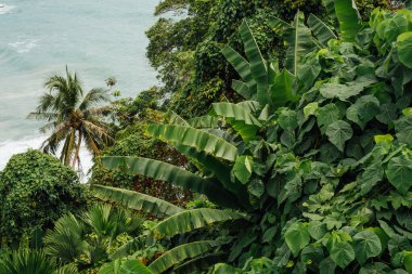 Kamala 'dan Denize Bakış Akan Orman, Phuket, Tayland
